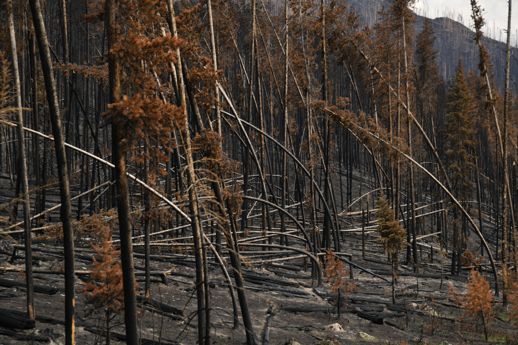 East Troublesome Fire area reopened after restoration
project 1