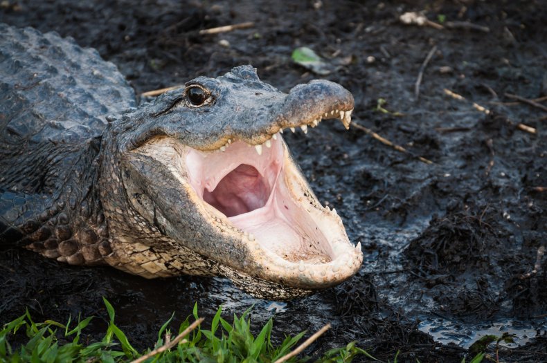 Florida Alligator 'Photobombs' Police Officer's
Selfie 1