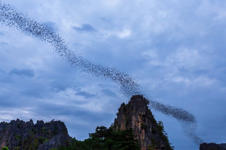 Hundreds of Bats Swarm Out of Office Walls in Creepy Viral
Video 1