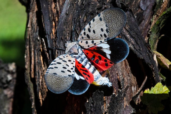Over 45 counties across PA and NJ are under quarantine –
because of the spotted lanternfly 1 Over 45 counties across PA and NJ are under quarantine –
because of the spotted lanternfly 1