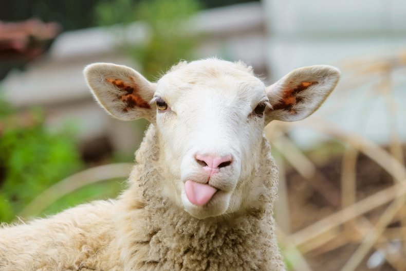 Officers Follow Runaway Sheep on Highway Chase 1