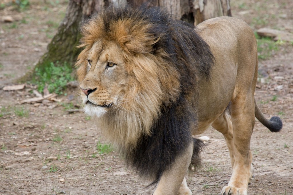 Big cats likely sick with COVID-19 at National Zoo in
Washington 1