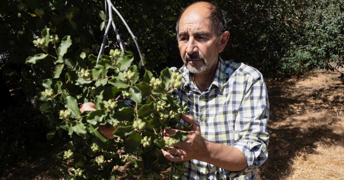 Trees native to Chile hold hope for new Covid-19 vaccine —
will there be enough? 1