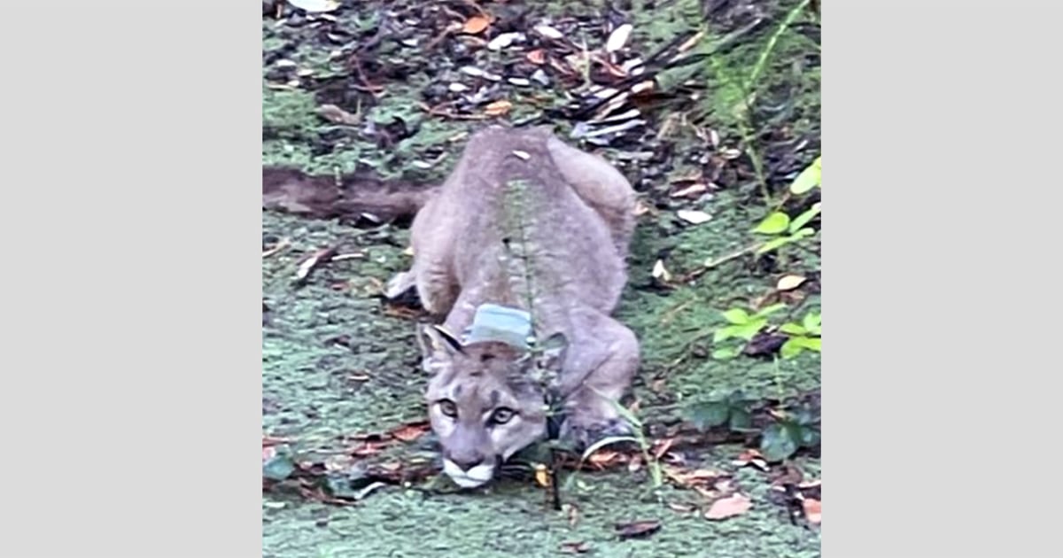 Mountain lion sighting prompts lockdowns at two California
schools 1