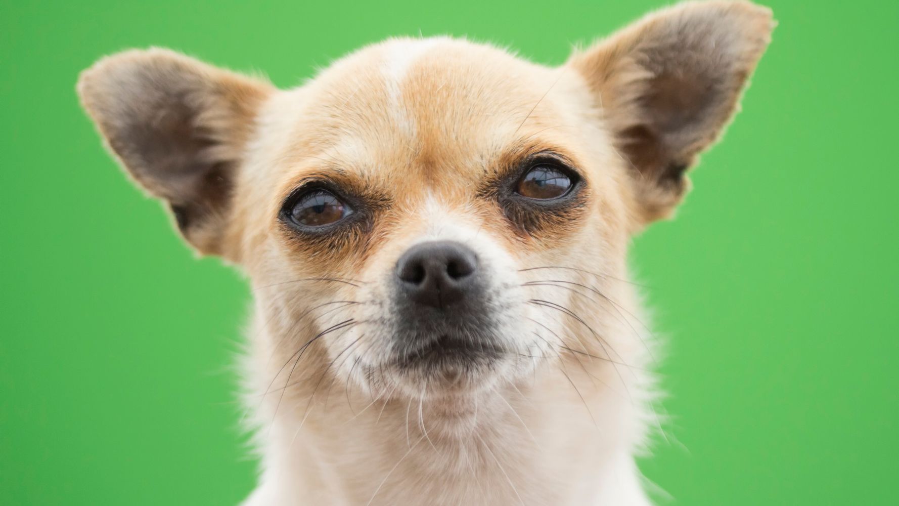 Couple Opens Overweight Luggage At Airport And Discover
Their Chihuahua Inside 1