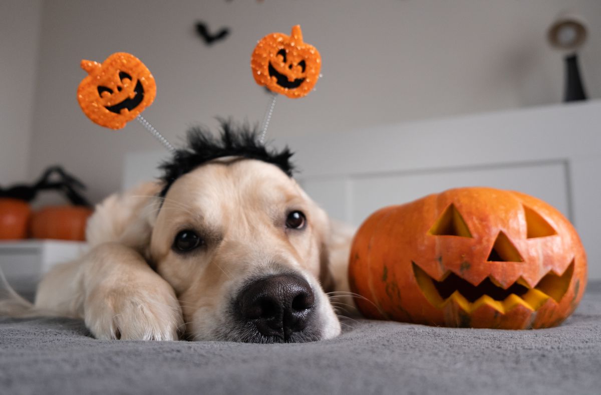 Between ghosts, ghouls, doorbells, open flames and
chocolates, Halloween can be a horror show for dogs 1 Between ghosts, ghouls, doorbells, open flames and
chocolates, Halloween can be a horror show for dogs 1