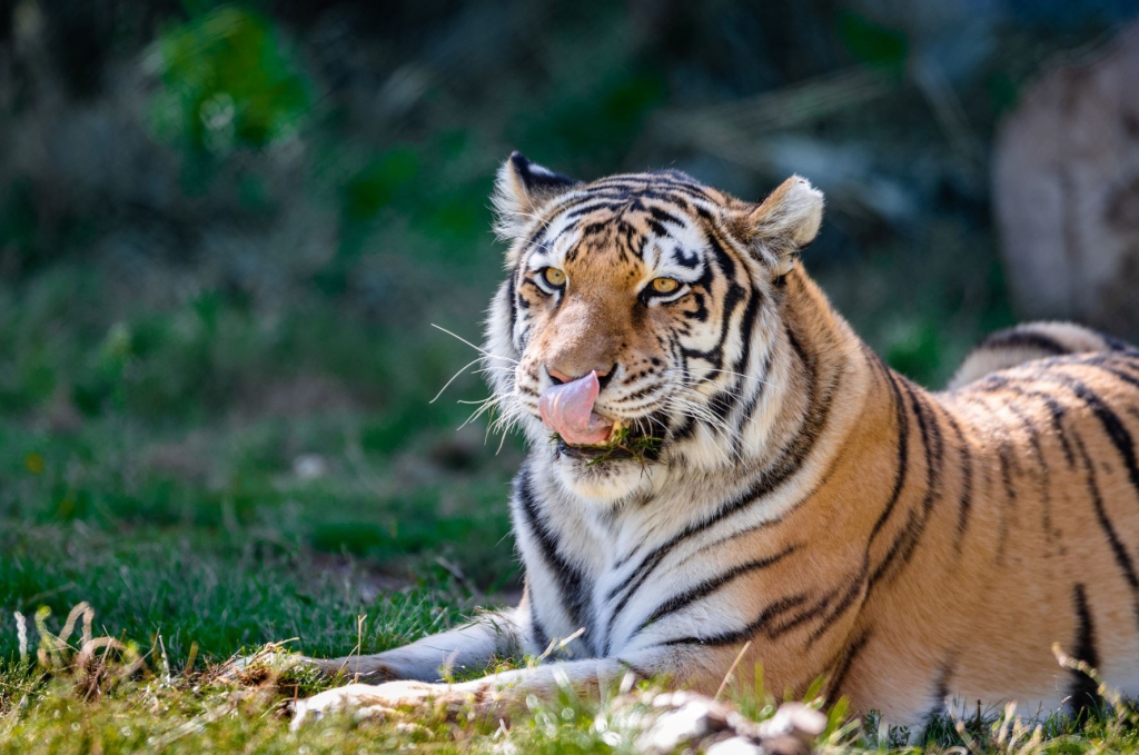 Two tigers at Denver Zoo test positive for COVID-19 1