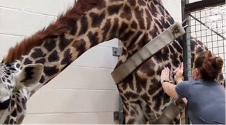 Cincinnati Zoo administers COVID-19 vaccine for 80 animals –
from giraffes to great apes 1