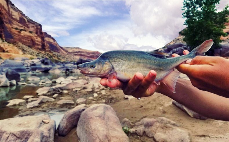 Environmentalists Oppose Reclassification of Rare Colorado
River Fish Due to Drought 1