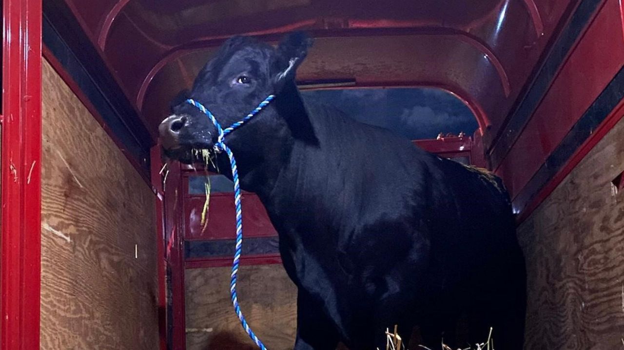 Animal Control officers in Southampton add roping
to their skill set 1