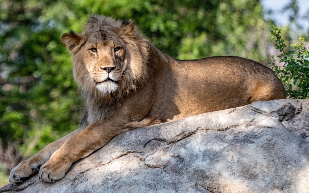 11 lions test positive for COVID-19 at Denver Zoo 1