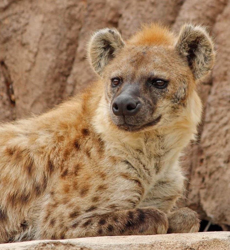 Two hyenas at Denver Zoo test positive for COVID-19 1