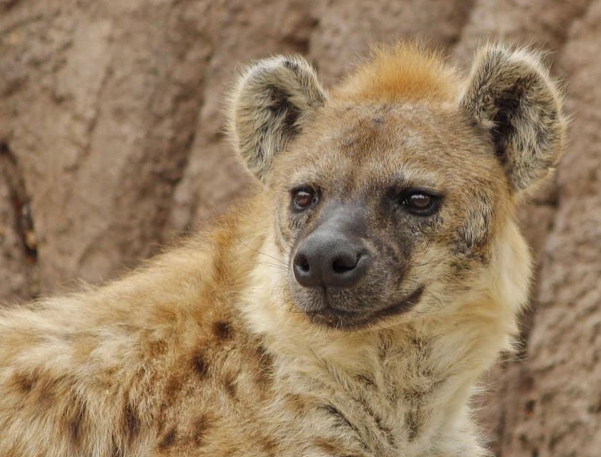 Denver Zoo hyenas test positive for coronavirus, first for
species worldwide 1