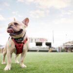 Dog park bar sets December opening in Buckhead 9
