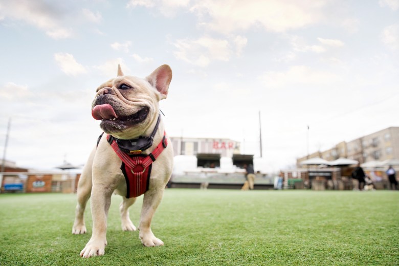 Dog park bar sets December opening in Buckhead 1