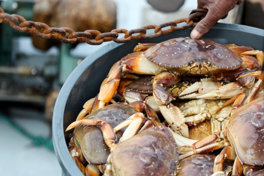 Dungeness crab season can open Dec. 1 in California’s
far-north counties 1