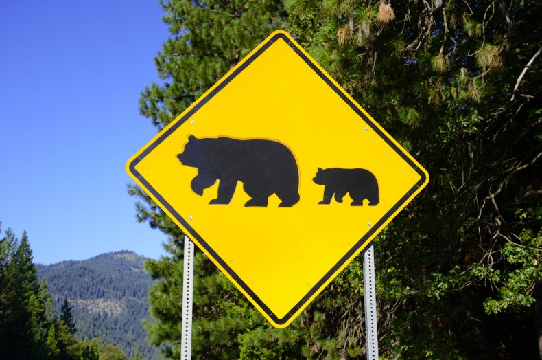 Pennsylvania Bear Hunter Shot Dead on First Day of Open
Season 1