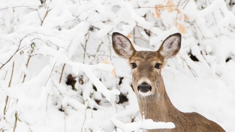 New Hampshire, Vermont asked to test deer for
COVID-19 1