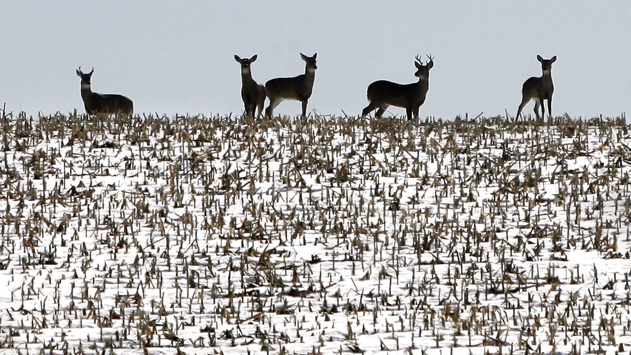 Deer in Iowa appear to be catching COVID-19 from humans.
Could it happen in other states? 1