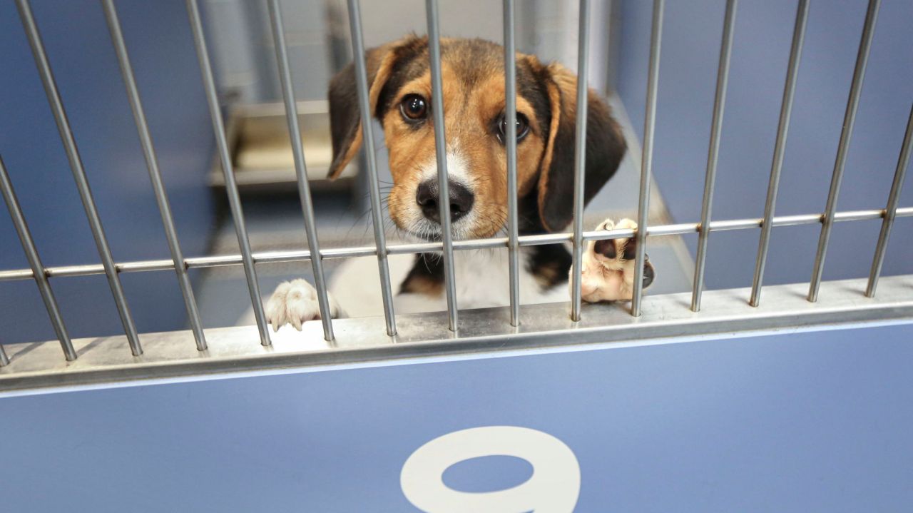 With more space and amenities, Islip
opens its first new animal shelter in more than 50
years 1