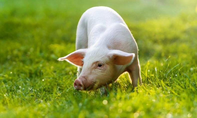 Police Officers Share Hilarious Pig Chase Video: "We've
Heard All the 'Pig' Jokes Before" 1