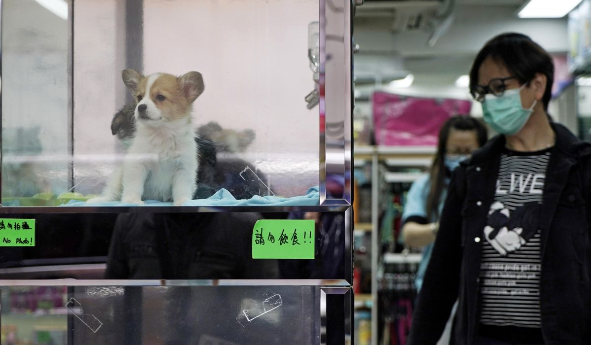 Pets can catch coronavirus variant, develop severe heart
problems: study 1