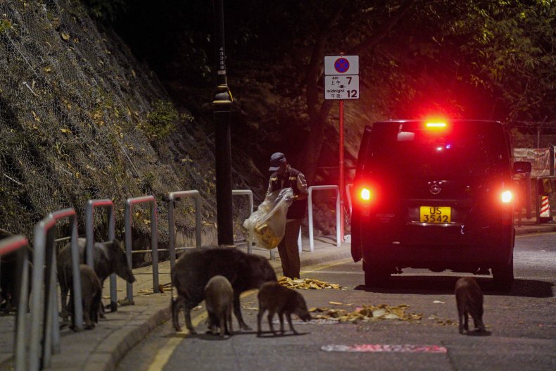 Hong Kong Officers Use Bread to Lure Wild Boars for
Euthanization Amid Increase in Attacks 1