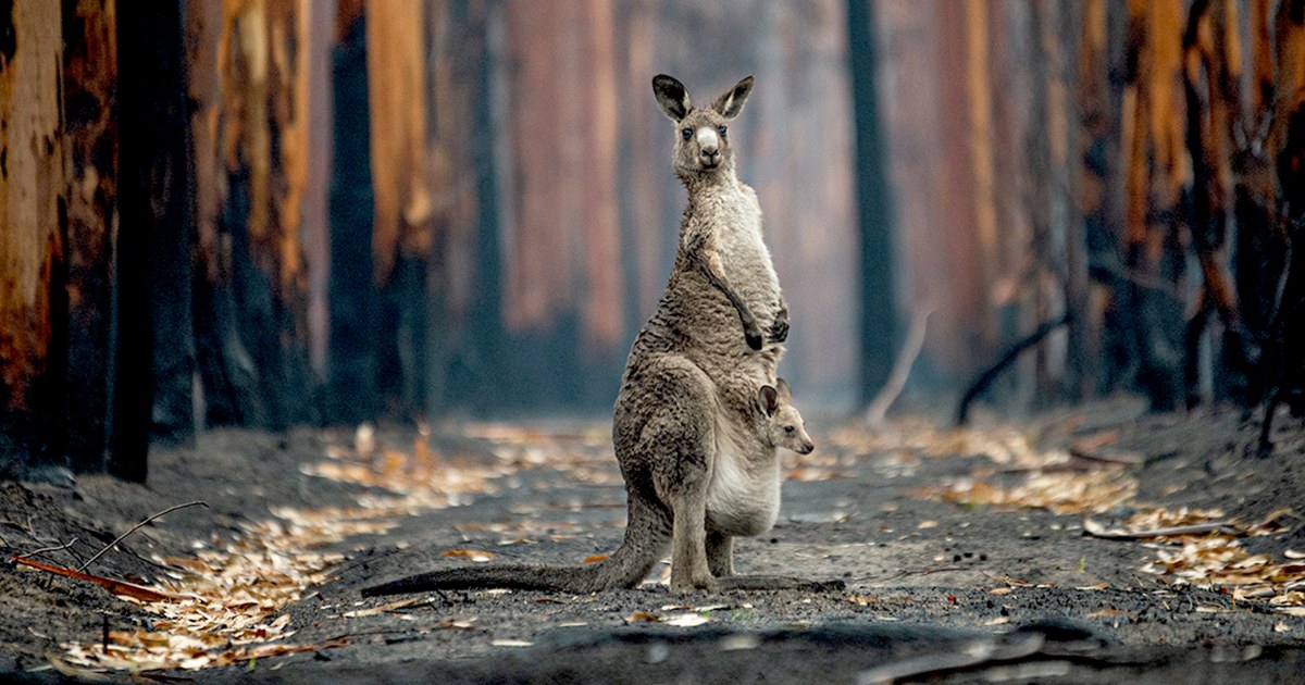 Lions, schools and 'roos: Here is the shortlist for Wildlife
Photographer of the Year 1