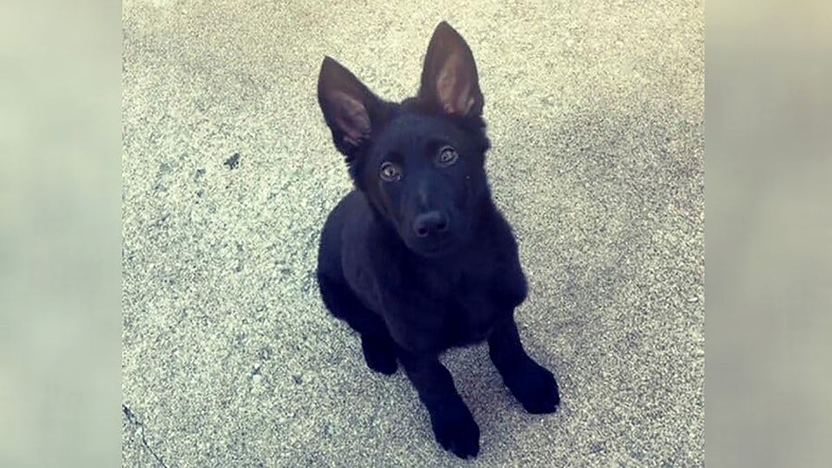 Kansas police officer’s dog beheaded in ‘targeted attack,’
authorities say 1 Kansas police officer’s dog beheaded in ‘targeted attack,’
authorities say 1