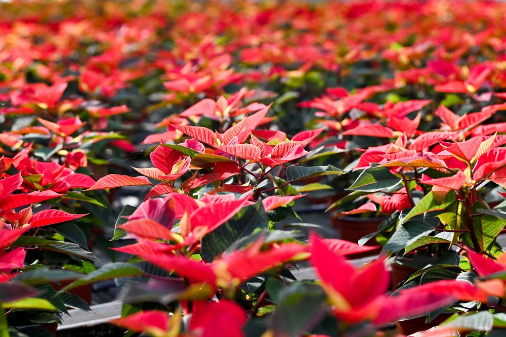 How to take care of poinsettias: A guide to the Christmas
classic 1