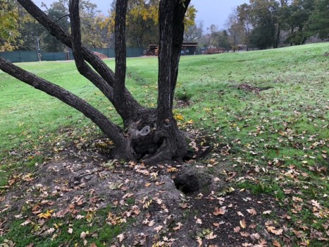 What’s digging all those holes in Walnut Creek open
space? 1