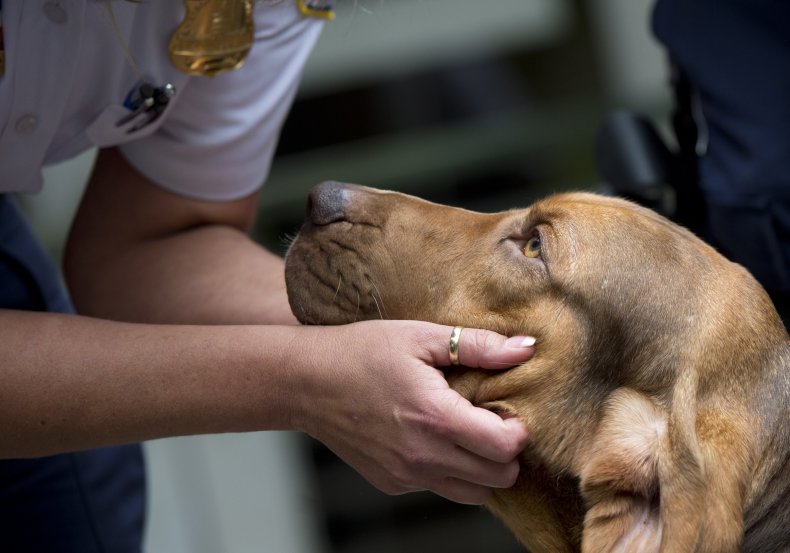 Sheriff's Office Shares Adorable Video of Puppies' First Day
of K9 Training 1