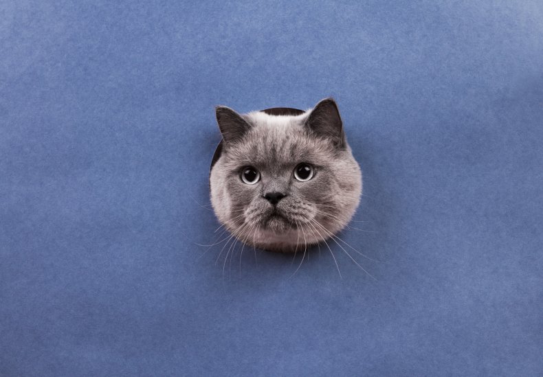 Man Smashes Wall Open With Hammer to Rescue Cat Trapped Over
Thanksgiving 1