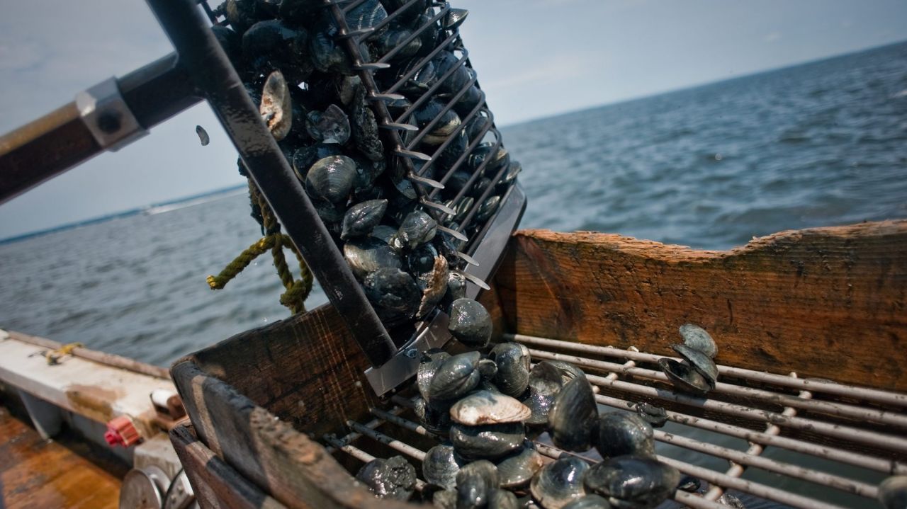 DEC opens 6,150 acres of LI waters to shellfishing for
the first time since 1970s  1
