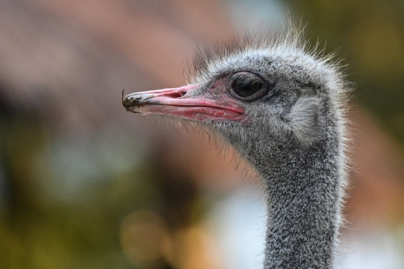 Japanese Researchers Develop Masks From Ostrich Antibodies
That Glow When COVID's Detected 1