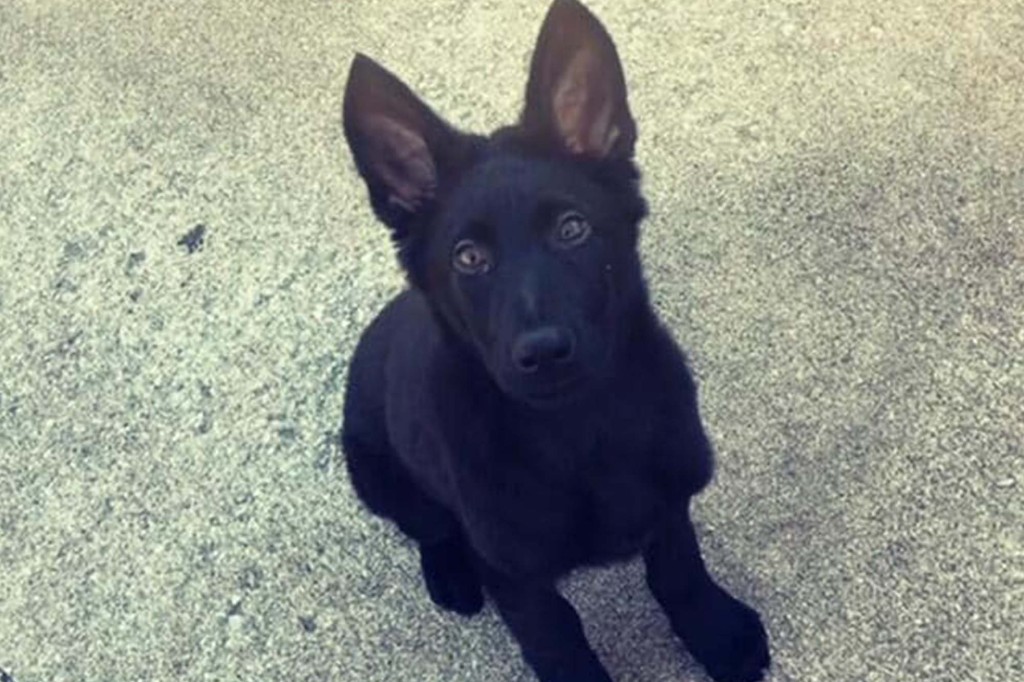 Kansas police officer’s puppy beheaded in ‘targeted’
attack 1