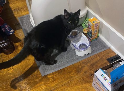 Cat found in office rubble nine days after tornado 1