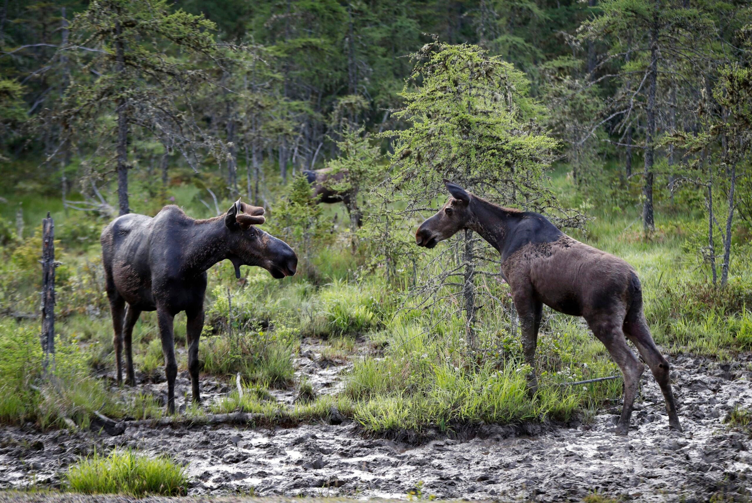 N.H. moose hunt 2022 lottery is now open 1