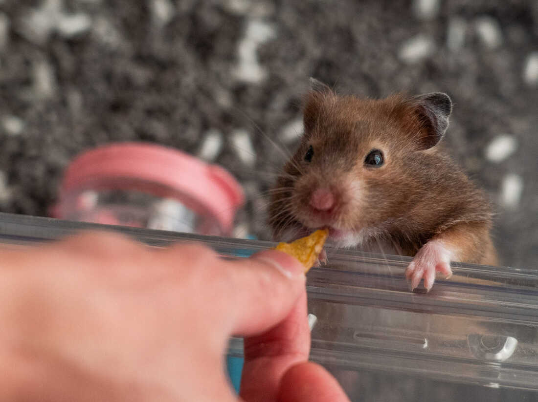 Coronavirus FAQ: Are pets a threat? My immunocompromised pal
had COVID. Can I visit? 1