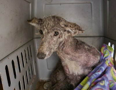Mystery Animal Found in Pennsylvania Escapes Shelter by
Chewing Open Window, Keepers 'Stunned' 1