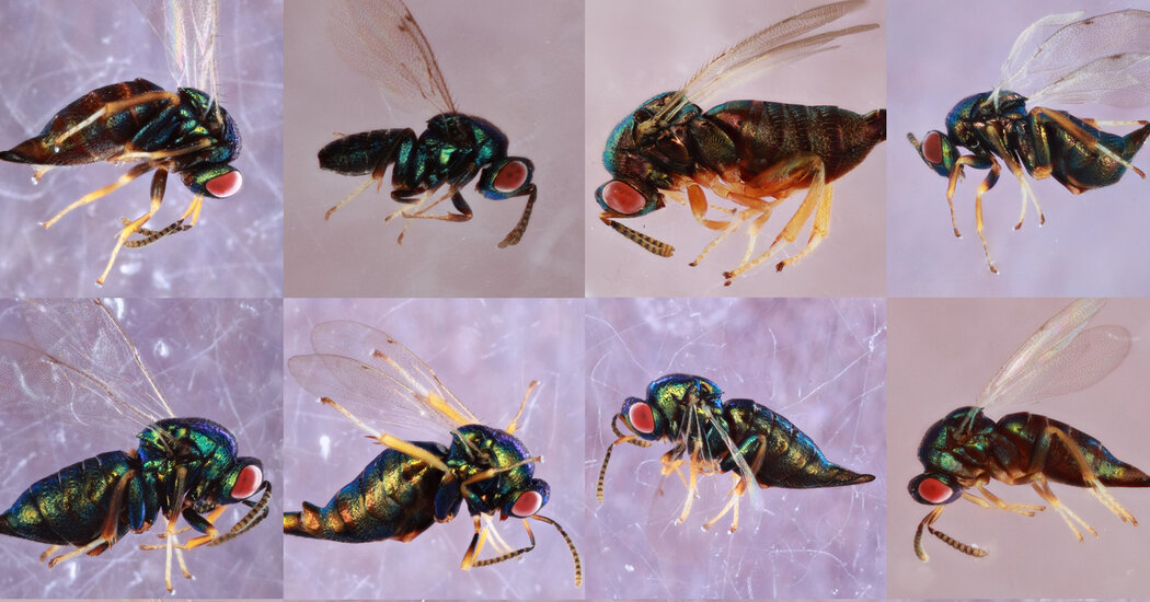 A Parasitic Wasp Unmasked: One Species Is Actually 16
Species 1