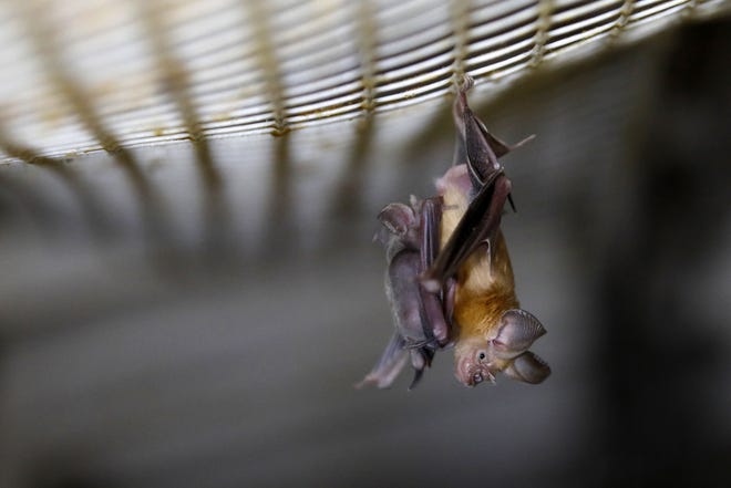 Preventing the next COVID-19 would be cheaper, safer than
fighting a pandemic, study says 1