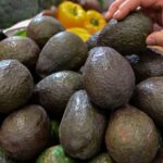 Mexican Avocados’ Ties To Cartels And Deforestation Are An
Open Secret 19