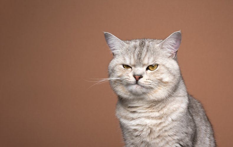 U.S. Navy Officer to Be Reunited With 'Grumpy' Cat Stranded
in Middle East 1