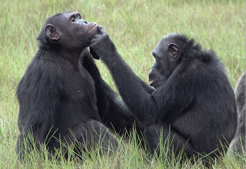 Chimps Observed Applying Insects to Open Wounds in
'Surprising Behavior' 1