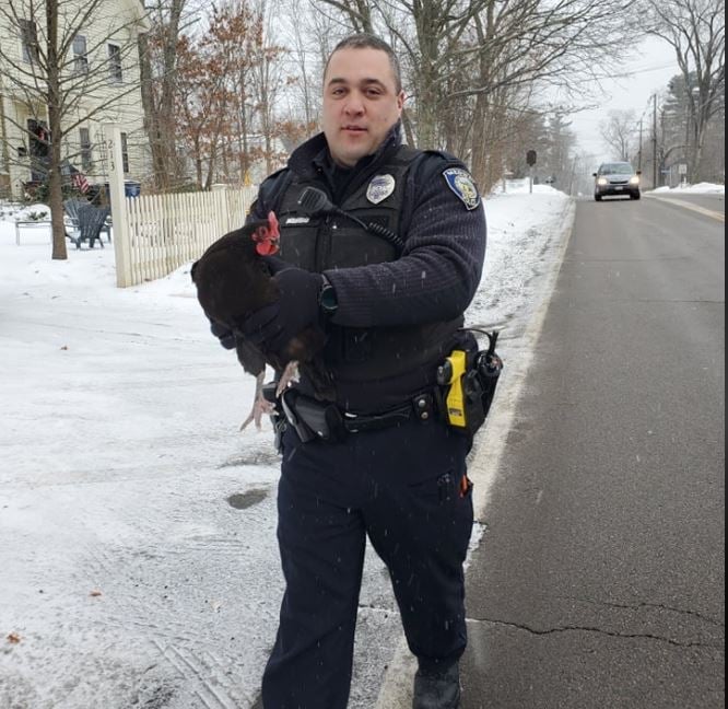 Medway police officer helps ‘wayward chicken’ find its way
home after getting stuck in the snow 1