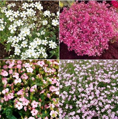 Baby's Breath MIXED COLORS Hummingbird Pollinators Non-GMO Heirloom 1000+ Seeds!