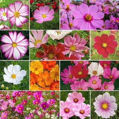 Cosmos CRAZY FOR COSMOS Mix Loves Heat Pollinators Heirloom Non-GMO 200 Seeds