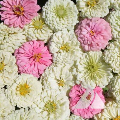 Zinnia BLUSHING BRIDE Mix Cut Flowers Pollinators Weddings! Non-GMO 200 Seeds!